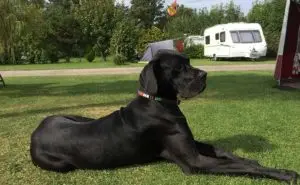 Site Guard Ebony